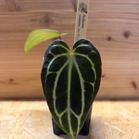 フィロデンドロン セローム 斑入り | GREEN LUCK