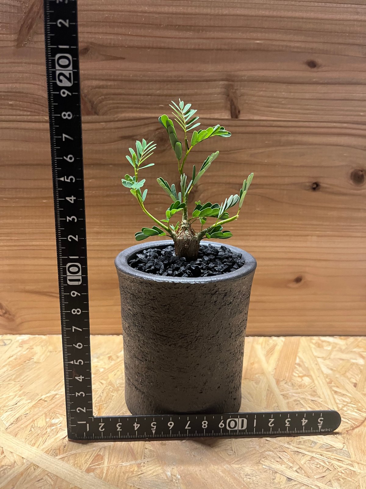 センナメリディオナリス　鉢付き　カタチ製作所　コレクション　灌木　塊根植物 センナ メリディオナリス×かみ山陶器 | GREEN LUCK