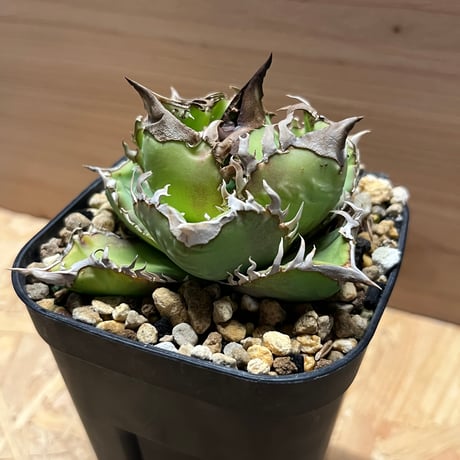 アガベ　チタノタ　クラウン　皇冠