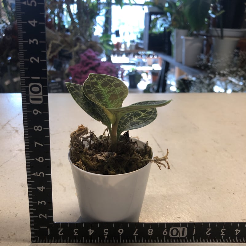 ジュエルオーキッド マコデスペトラ m | GREEN LUCK