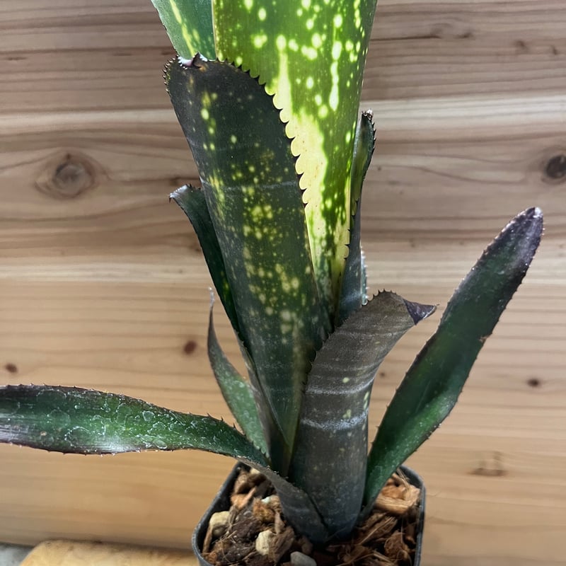 ビルベルギア メリーモナーク | GREEN LUCK