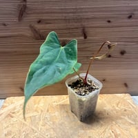 アロカシア ワトソニア ライトニング | GREEN LUCK