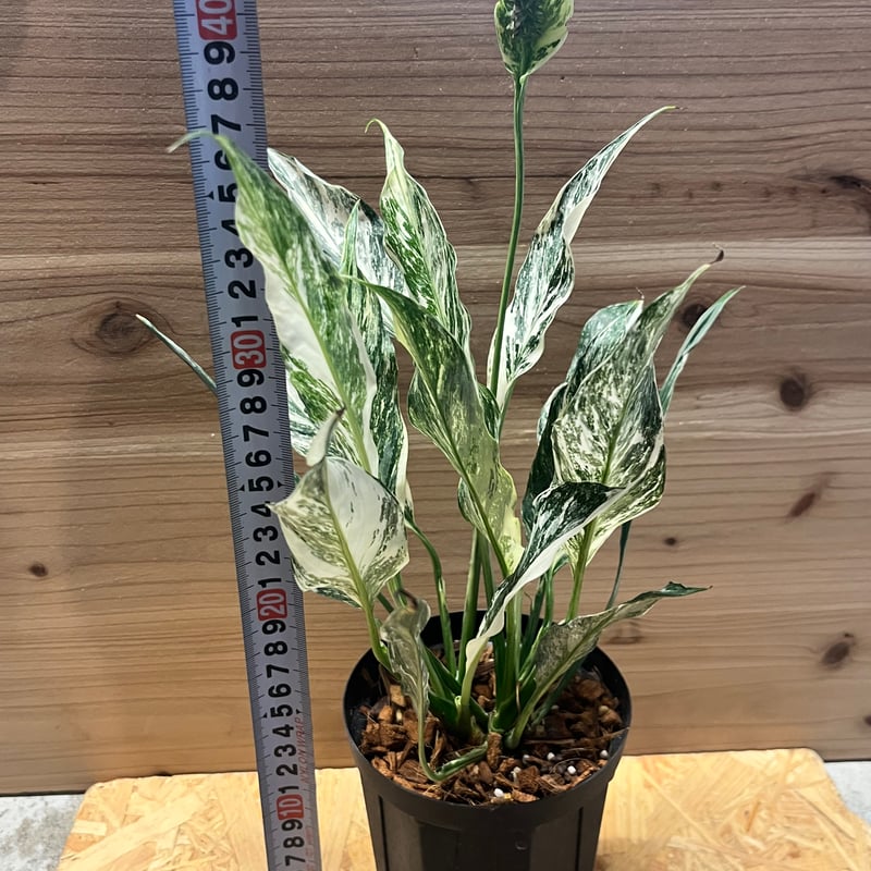 スパティフィラム sp. 斑入り | GREEN LUCK