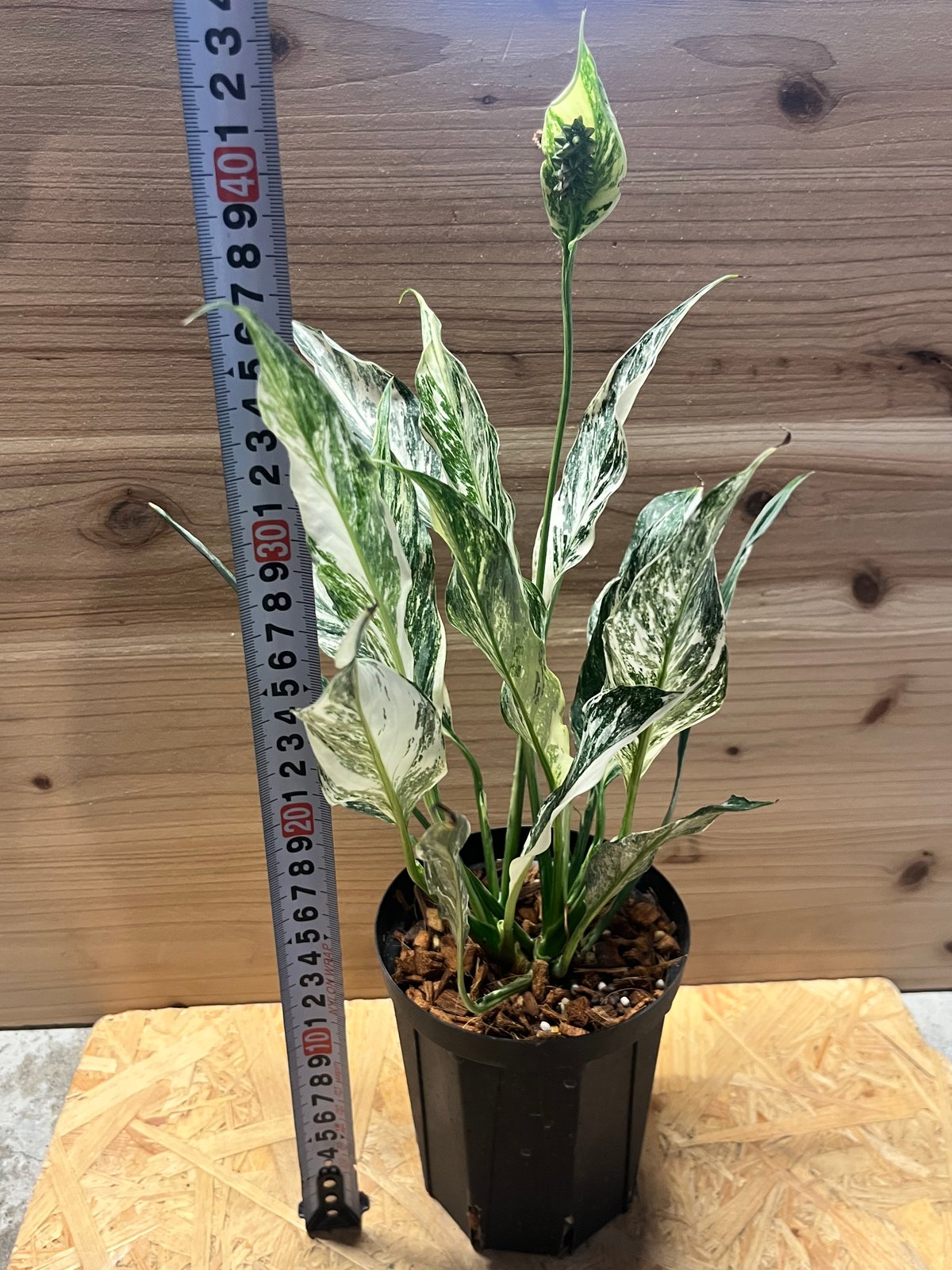 斑入りモンステラ　【鉢ごと】+ スパティフィラム子株 3株 斑入りモンステラ 【鉢ごと】+ スパティフィラム子株 3株