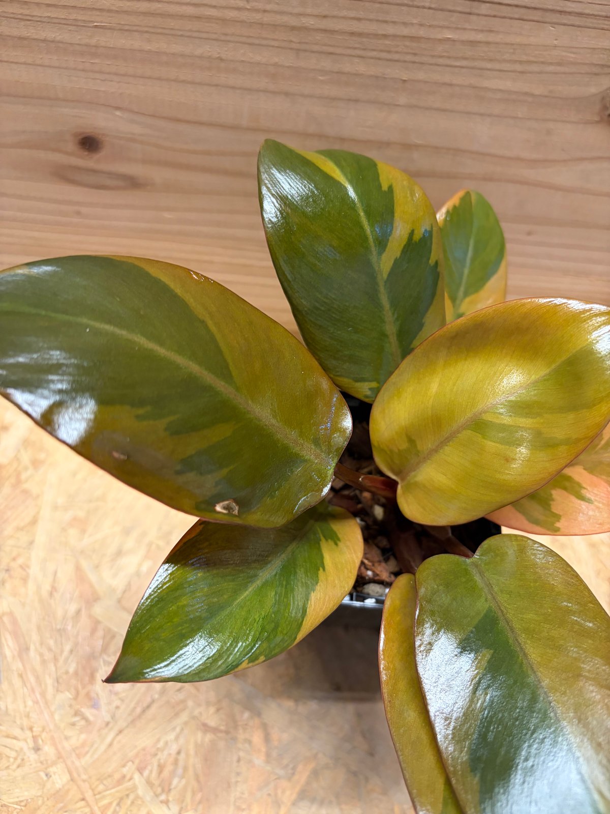 フィロデンドロン 'ブラックカーディナル' 斑入り | GREEN LUCK