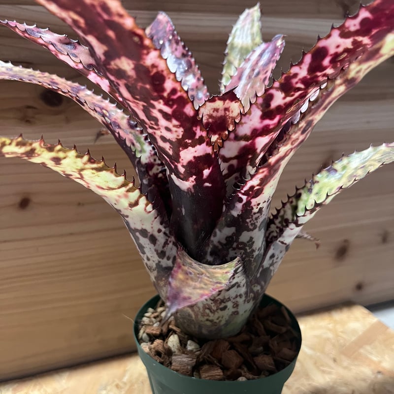 エクメア オーランディアナ レインボー | GREEN LUCK