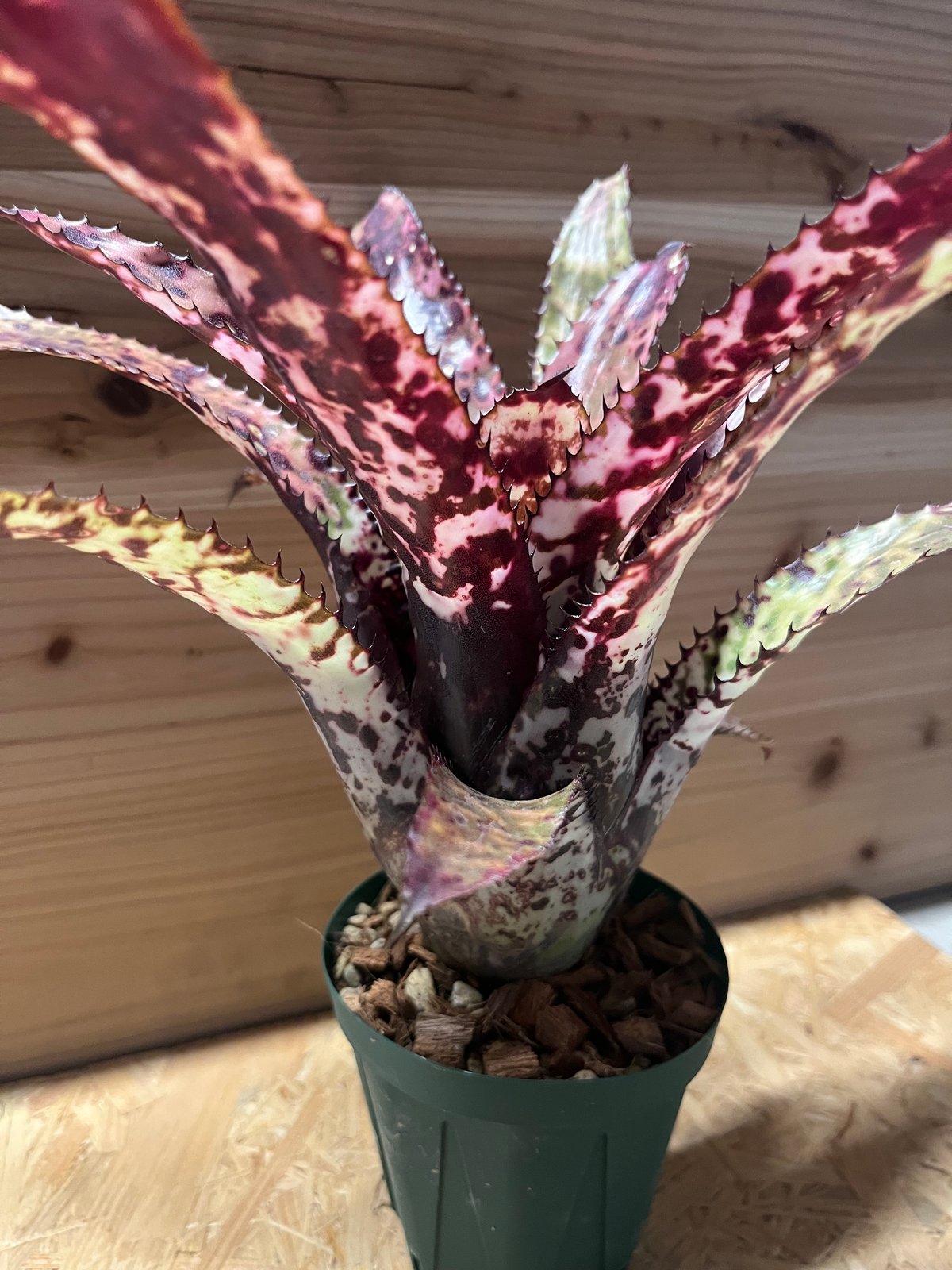 エクメア オーランディアナ レインボー | GREEN LUCK