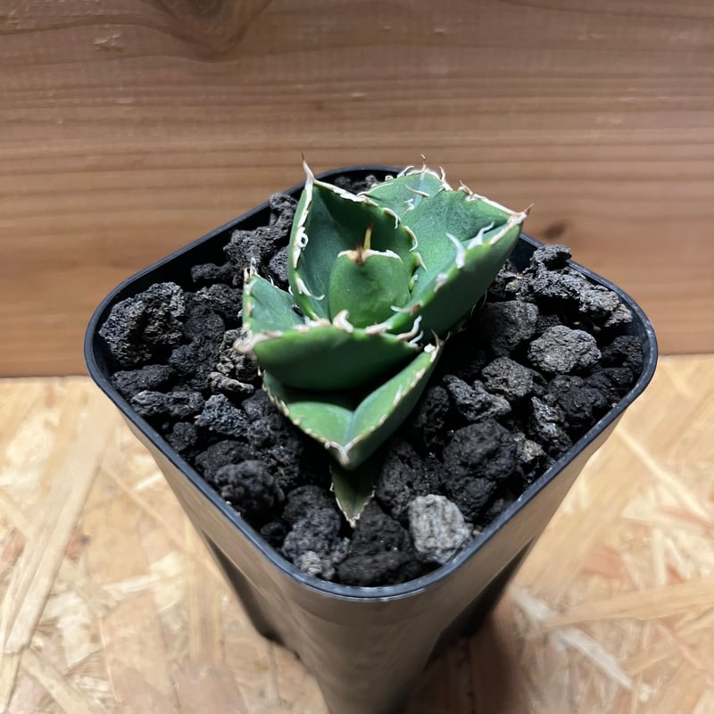 アガベ チタノタ　Agave 台湾　ノーネーム　子株 アガベ・チタノタ（ノーネーム）003｜agave titanota No Name