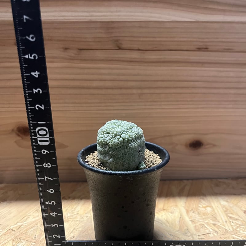 オベサ ・ プセウドリトス ミギウルティヌス isla del pescado - Pseudolithos migiurtinus-プセウドリトス