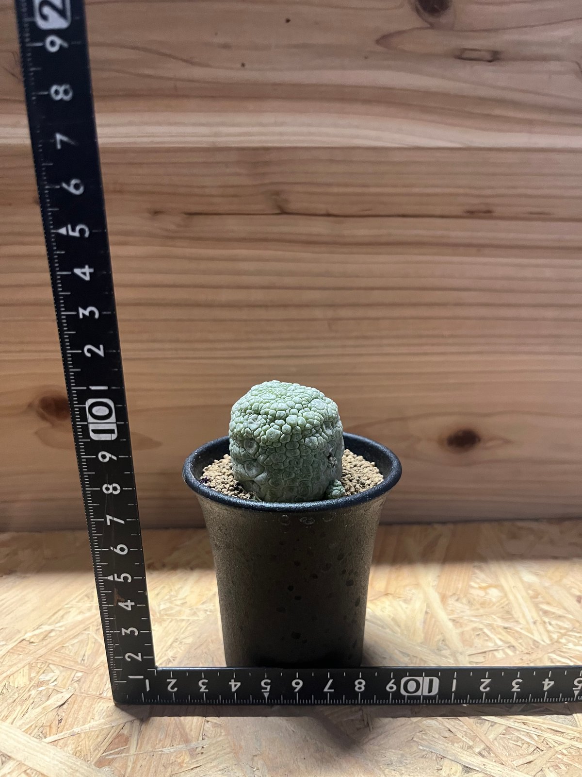 プセウドリトス ミギウルティヌス | GREEN LUCK