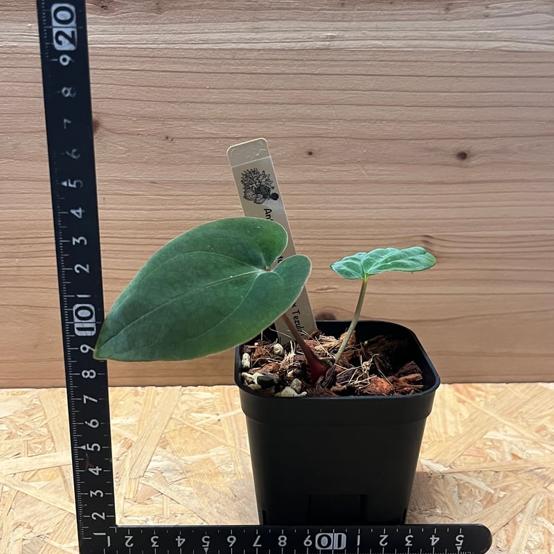 アンスリウムantolakii Tezula✖️（dark mama✖️RVDP） 【公式通販】