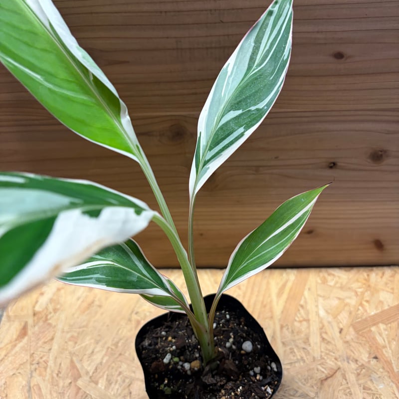 希少　斑入りバナナ　ムサアエアエ Amazon｜斑入りバナナ ムサ アエアエ(Musa Aeae) 斑入りバナナ｜観葉