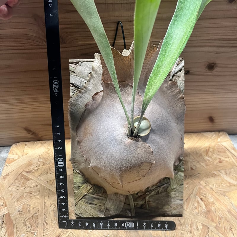 ビカクシダ ディバーシフォリウム | GREEN LUCK