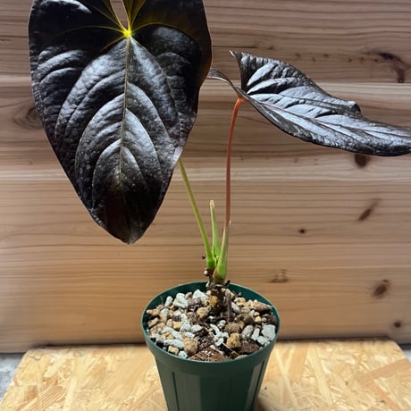 アンスリウムロムズレッド | STORES