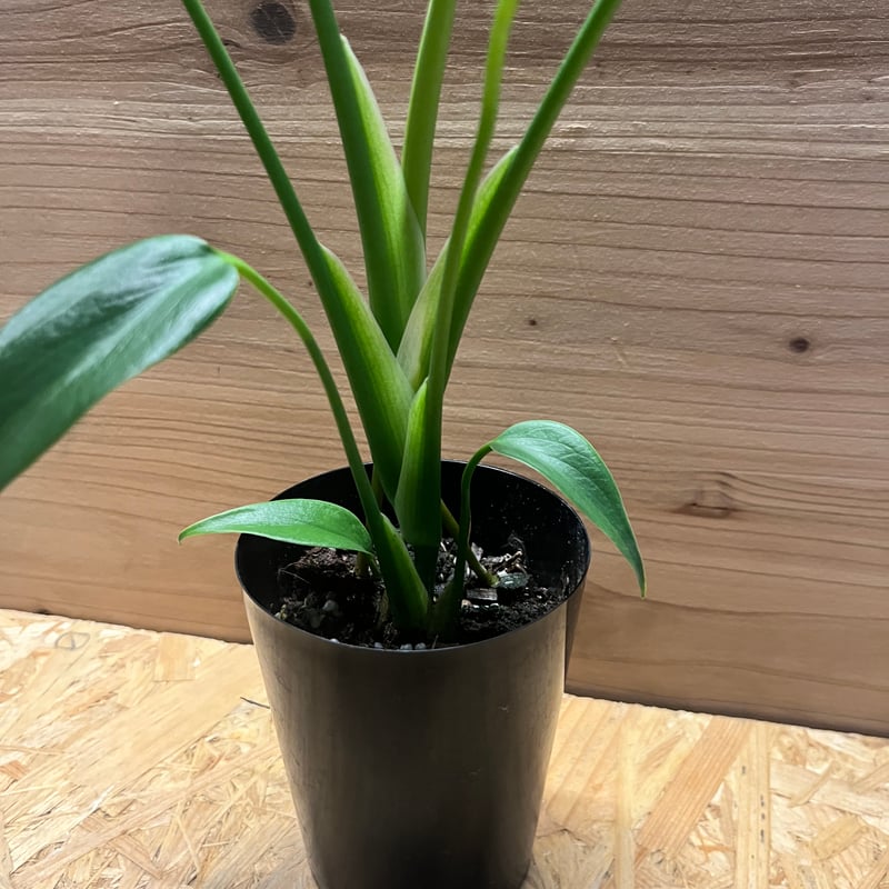 モンステラ バールマルクスフレーム | GREEN LUCK