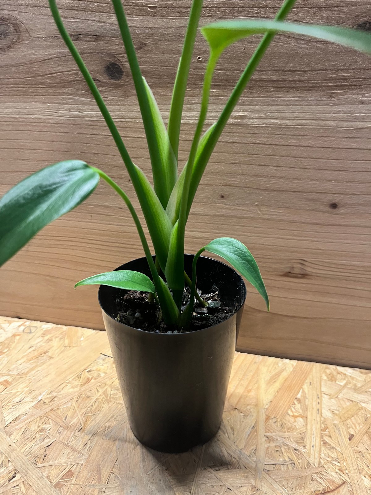 モンステラ バールマルクスフレーム | GREEN LUCK