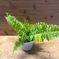 ディオーン エデュレ | GREEN LUCK