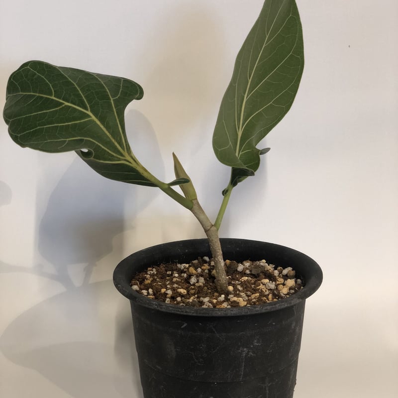 フィカス　クリシュナボダイジュ　植物　インテリア フィカス クリシュナボダイジュ | GREEN LUCK