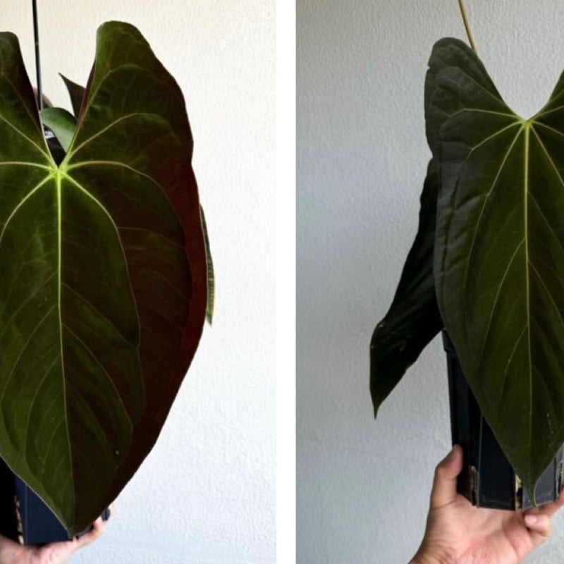 アンスリウム パピリラミナム | GREEN LUCK