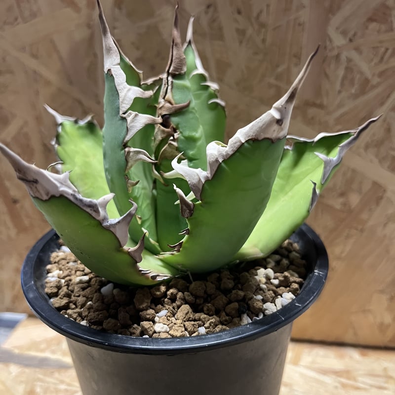 アガベ チタノタ レッドキャットウィーズル | GREEN LUCK