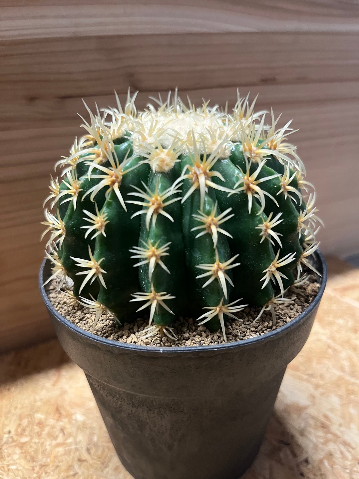 エキノカクタス 短刺金鯱 | GREEN LUCK