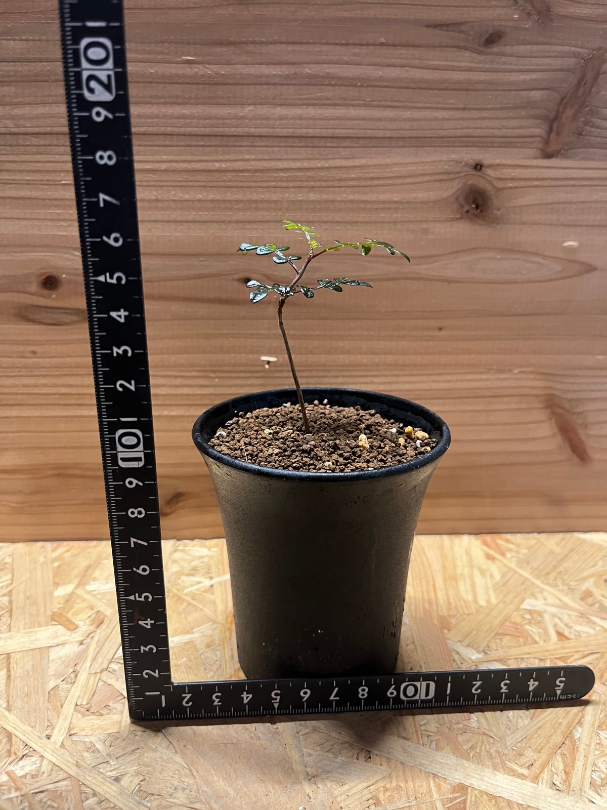 【芋豊作良株】オペルクリカリア・パキプス41 芋豊作良株】オペルクリカリア・パキプス41