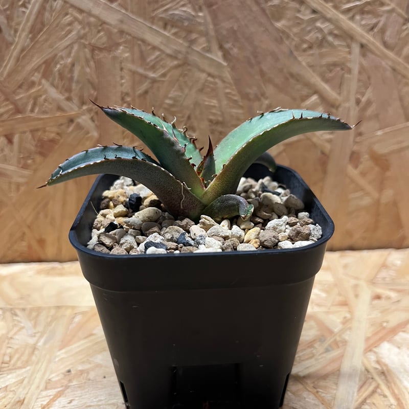 アガベ チタノタ 黒盾 | GREEN LUCK