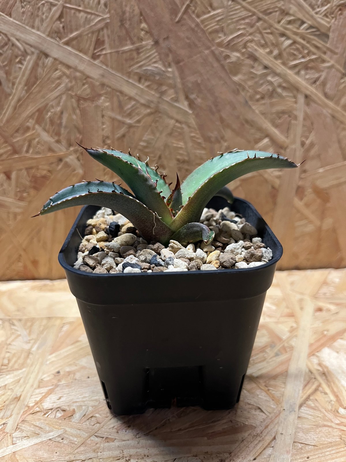 アガベ チタノタ 黒盾 | GREEN LUCK