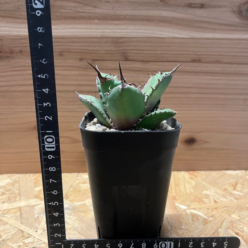 アガベ チタノタ no name 8株セット コレクション株 アガベ チタノタ