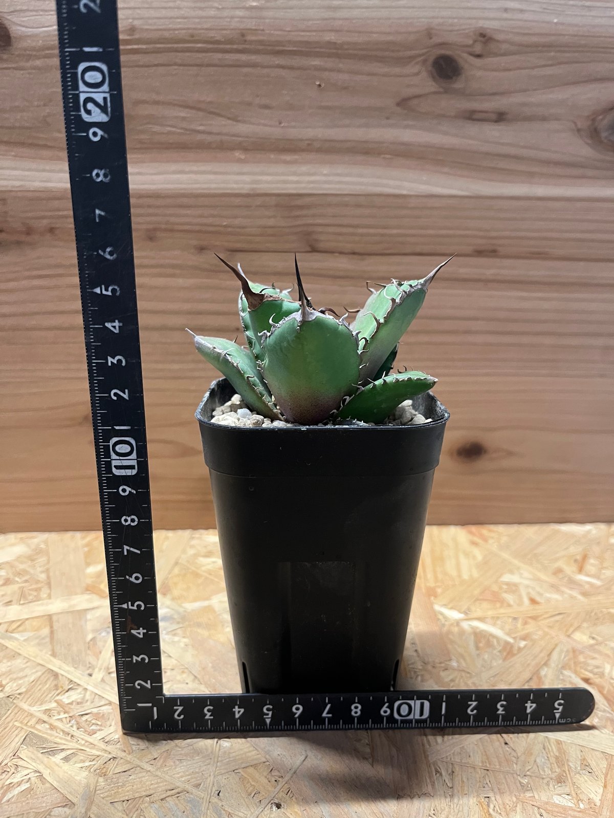 アガベ チタノタ ノーネーム | GREEN LUCK