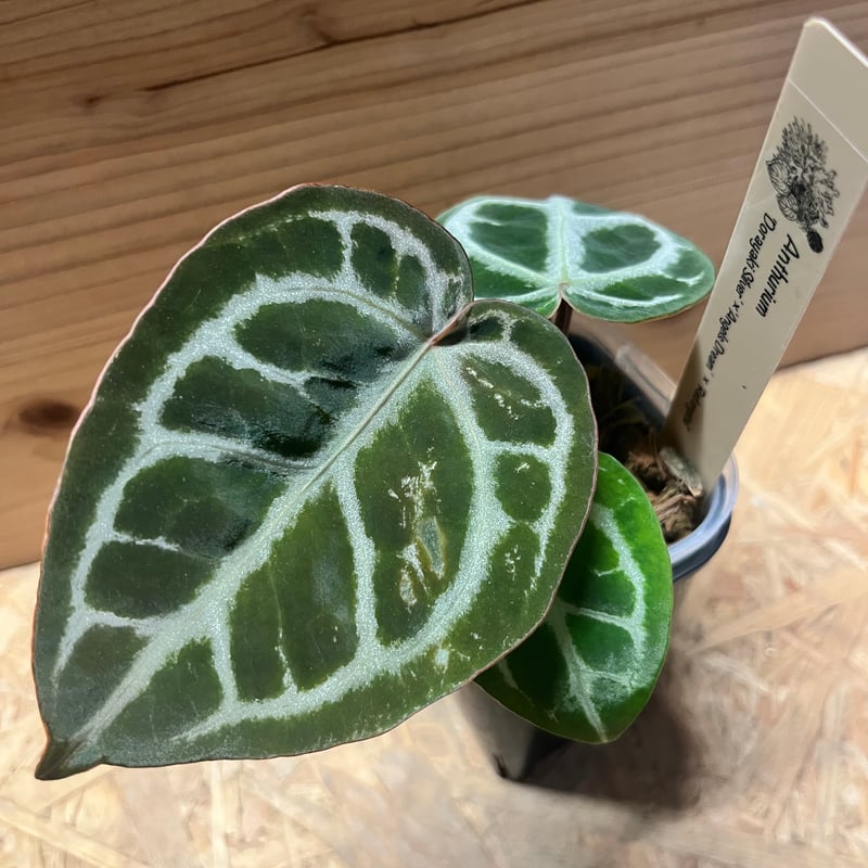 アンスリウム ドラヤキシルバー×エンジェルズドリーム×レッド