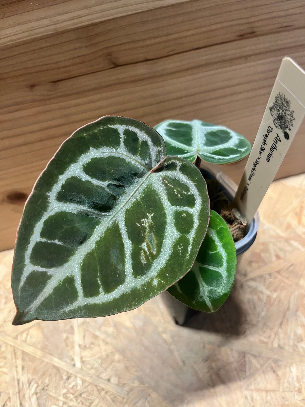 【草】希少アンスリウム　ドラヤキシルバー×エンジェルズドリーム アンスリウム ドラヤキシルバー×エンジェルズドリーム×レッド