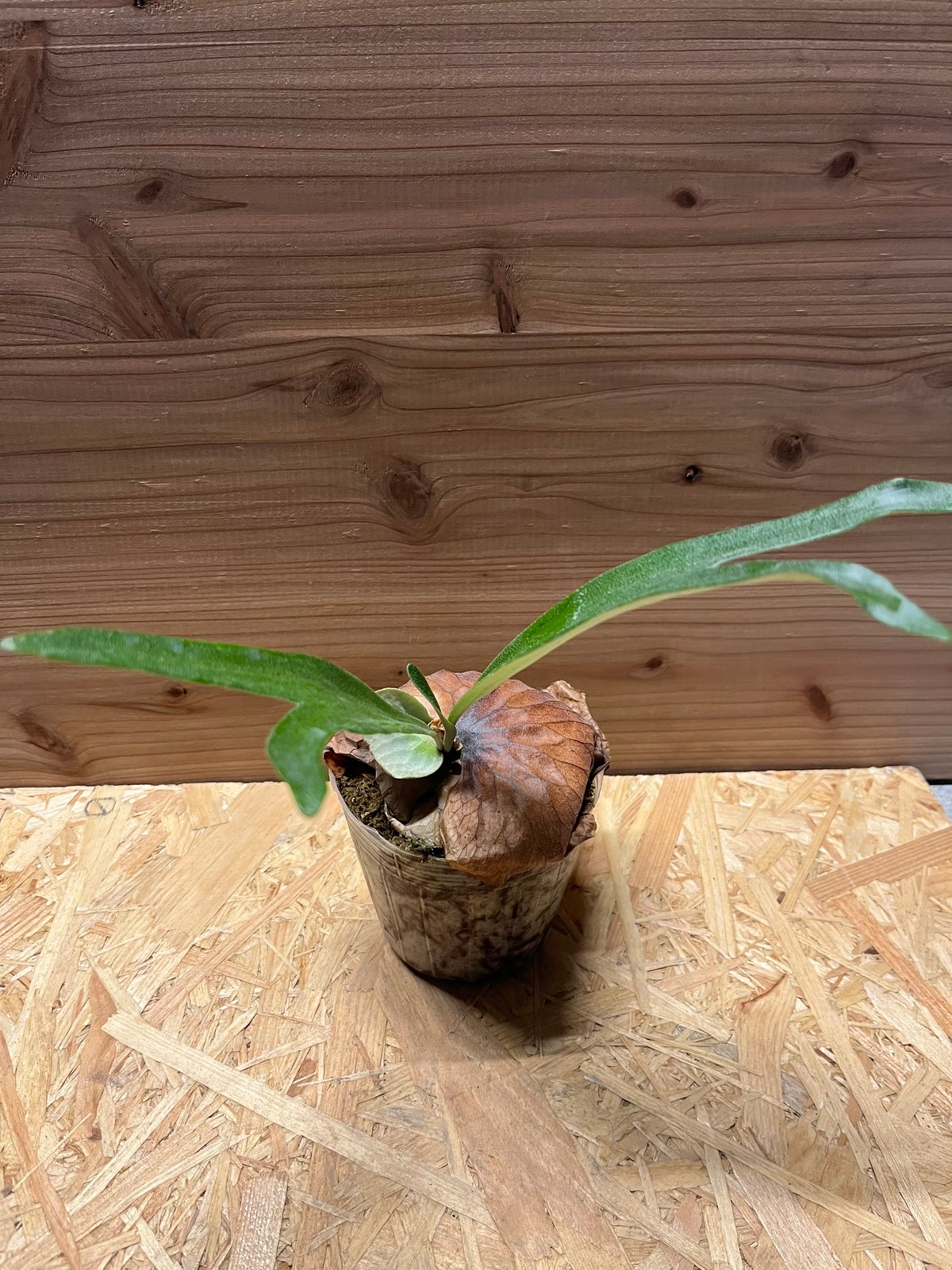 ビカクシダ ダウボーイ | GREEN LUCK