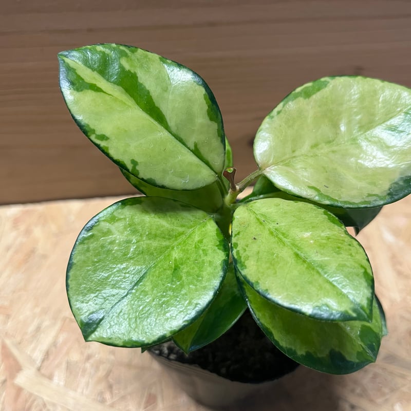 ホヤオーストラリスリサ　Hoya Australis Lisa　希少 抜き苗 ⑥ ホヤオーストラリスリサ Hoya Australis Lisa 希少 抜き苗 ⑥