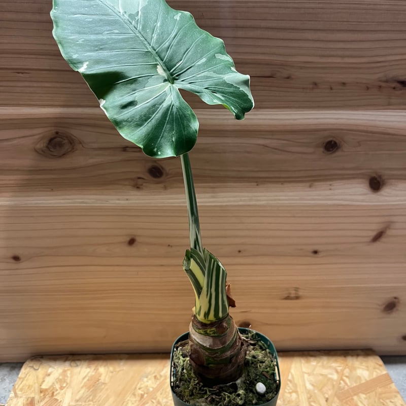 斑入りクワズイモ アロカシア オドラ オキナワシルバー | GREEN LUCK