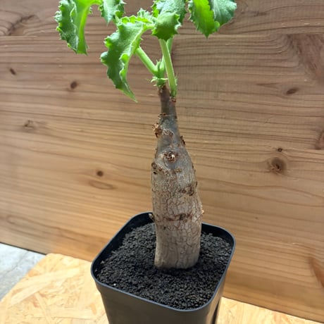キフォステンマ　ユター