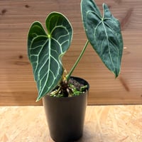 ディオーン エデュレ | GREEN LUCK