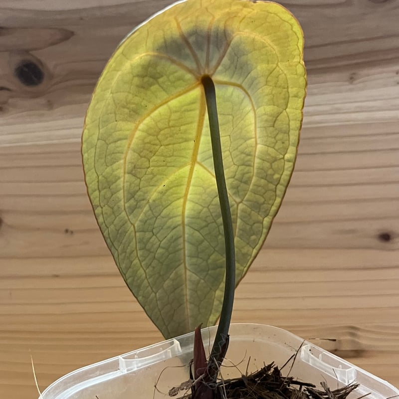 アンスリウム レッドスパイダー | GREEN LUCK