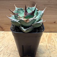 アガベ　オテロイ　オアハカ実生