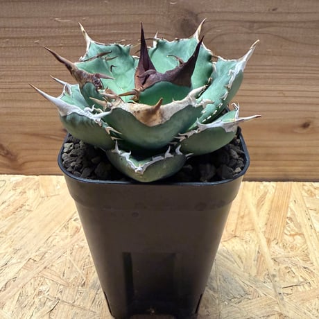 アガベチタノタ | STORES