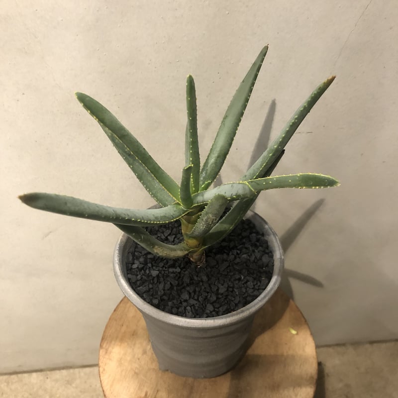 現品　アロエ　ディコトマ　12番　幹上がり　根上がり　希少　観葉植物　多肉植物 現品 アロエ ディコトマ 12番 幹上がり 根上がり 希少 観葉植物