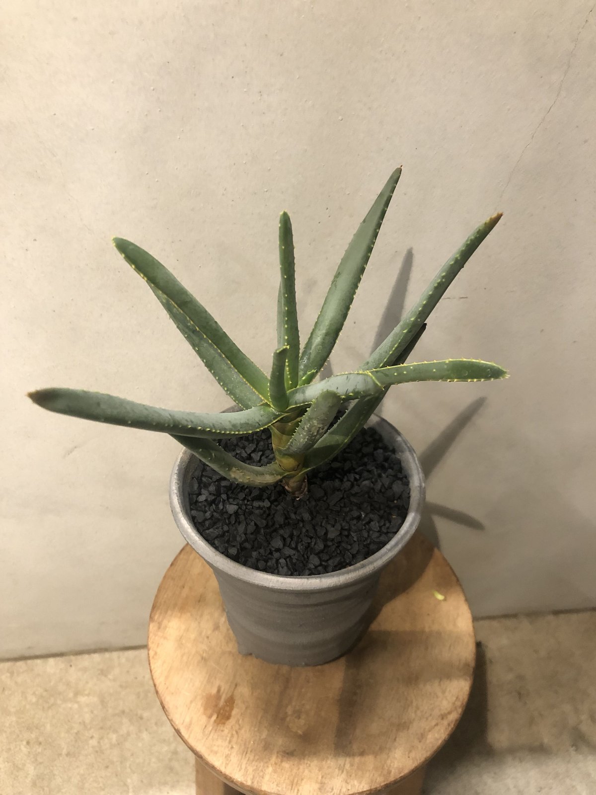 アロエ ディコトマ 3番 幹上がり 根上がり ドライガーデン インテリア