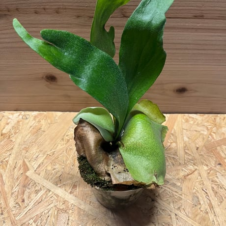 フーンシキ　Foonghsiqi ビカクシダ Platycerium Foongsiqi ビカクシダ フーンシキ ビカクシダコルク着生