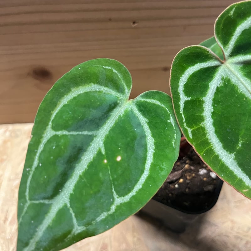 65 アンスリウム　クリスタリナム　ハイブリッド　斑入り　激レア抹茶斑　ミント斑 65 アンスリウム クリスタリナム ハイブリッド 斑入り 激レア