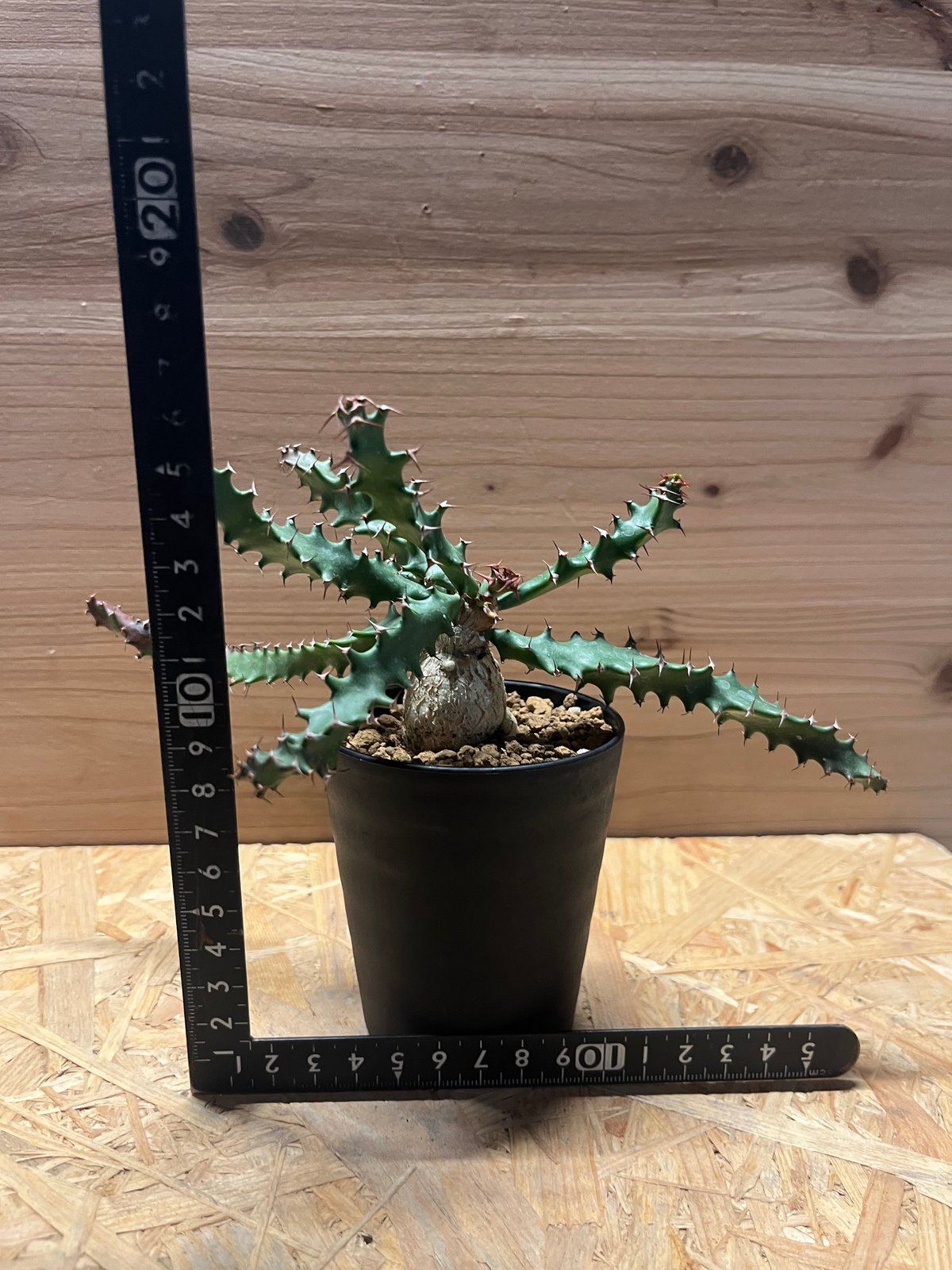 ユーフォルビア スクアローサ | GREEN LUCK