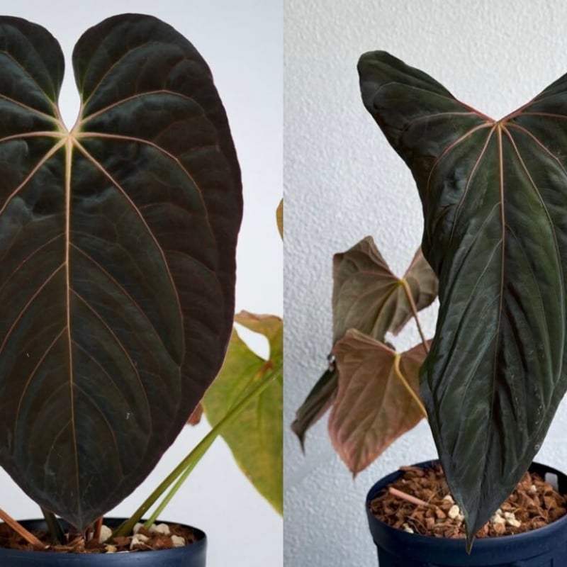 アンスリウム ダーケストパナマ×ソウルリーパー | GREEN LUCK