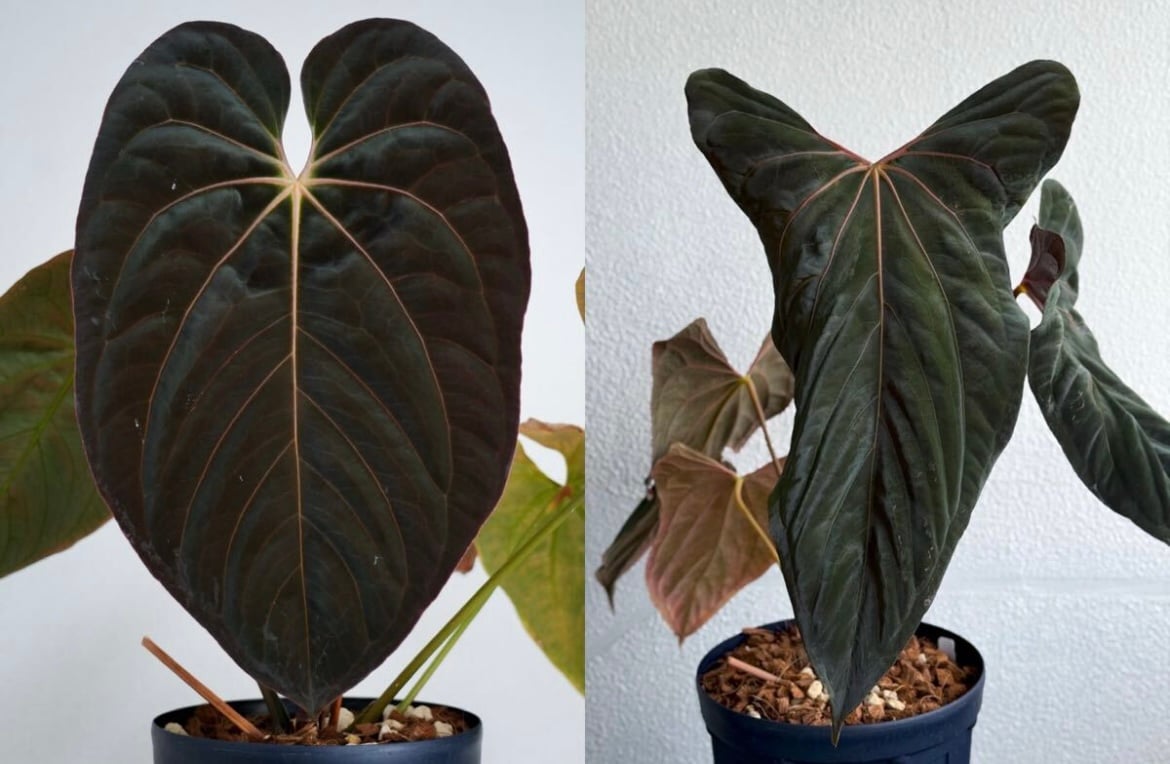 アンスリウム ダーケストパナマ×ソウルリーパー | GREEN LUCK