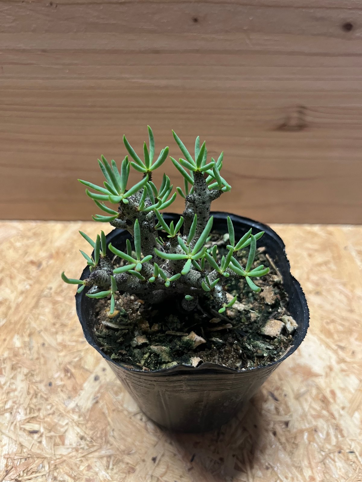 チレコドン ブッコルジアヌス | GREEN LUCK