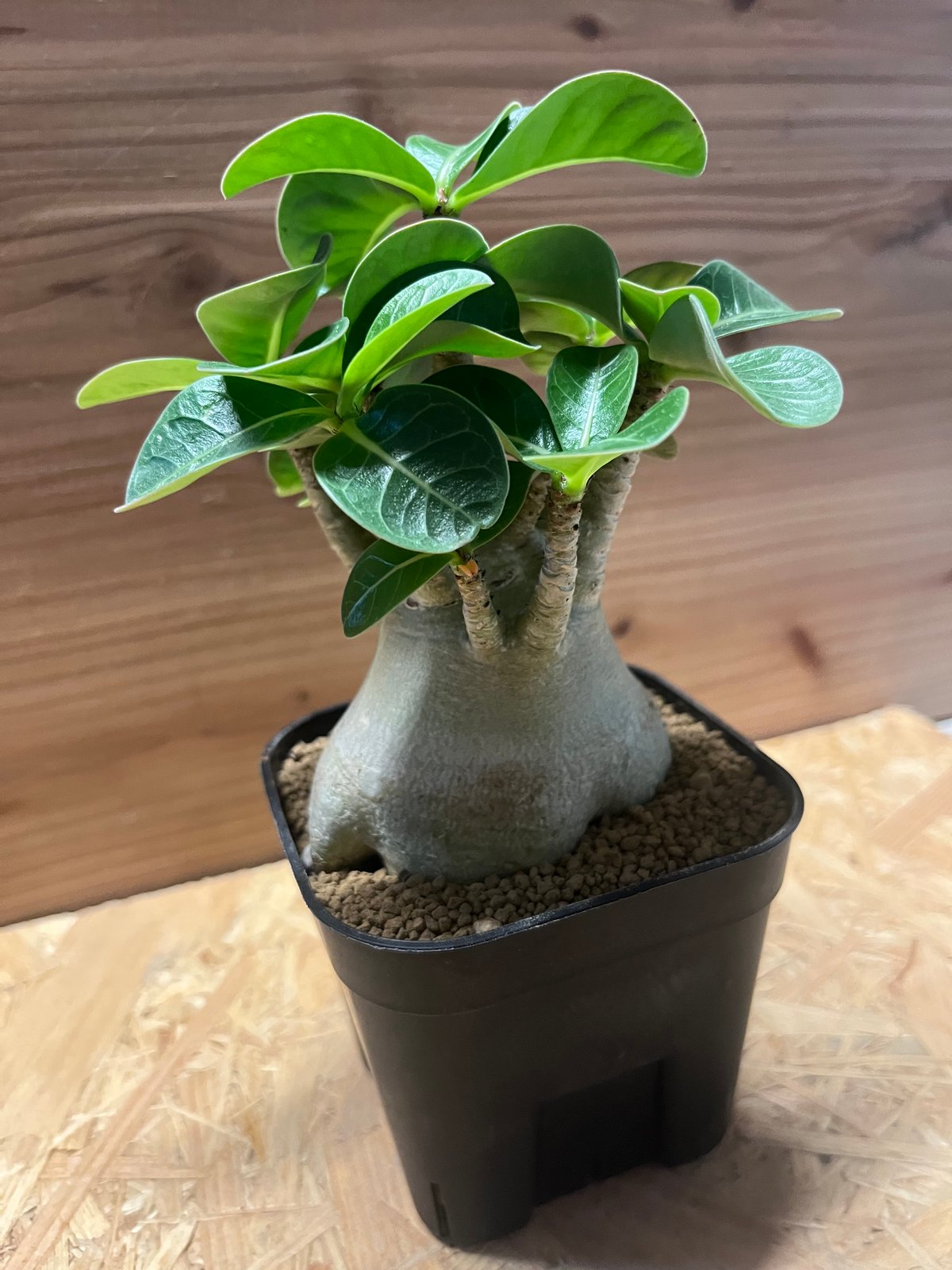 アデニウム アラビカム スーパードワーフ | GREEN LUCK