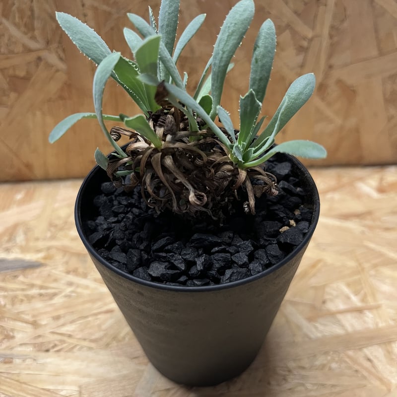 オトンナ レトロルサ | GREEN LUCK